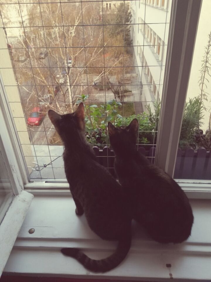 Katzenschutzgitter Altbaufenster